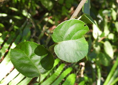 Actinidia latifolia