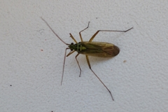 Oncotylus viridiflavus