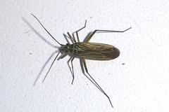 Oncotylus viridiflavus