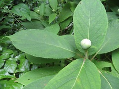 Hydrangea involucrata