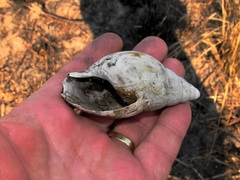 Cochlitoma granulata