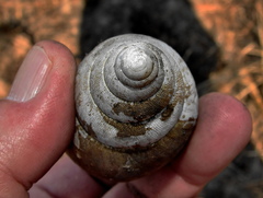 Cochlitoma granulata