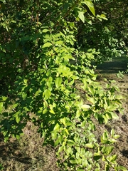 Forsythia giraldiana