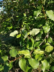 Forsythia giraldiana