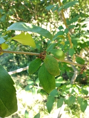 Forsythia giraldiana