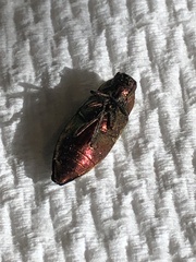 Buprestis aurulenta