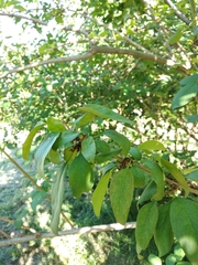 Forsythia giraldiana