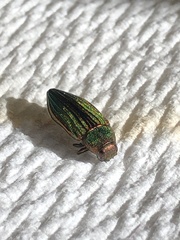 Buprestis aurulenta