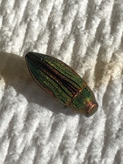 Buprestis aurulenta