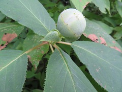 Hydrangea involucrata