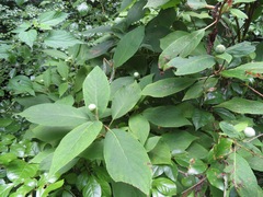 Hydrangea involucrata