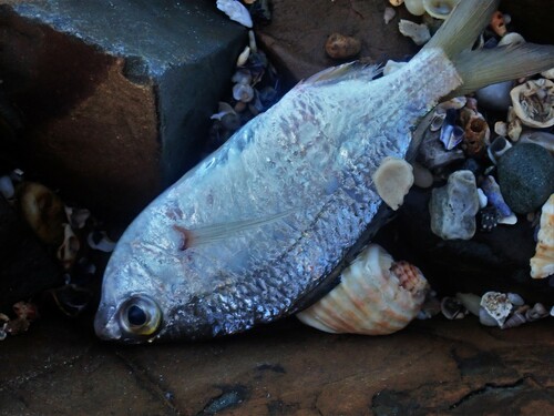 Common silver belly (Gerres subfasciatus) — Gerreidae — 3