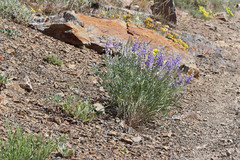 Lupinus caudatus caudatus