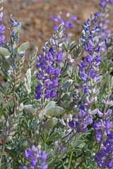 Lupinus caudatus caudatus