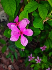 Catharanthus roseus