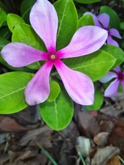 Catharanthus roseus
