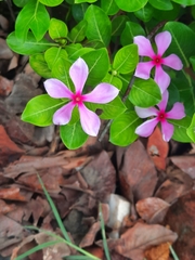 Catharanthus roseus