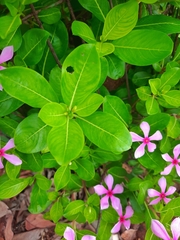 Catharanthus roseus