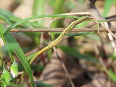Puccinia mariae-wilsoniae