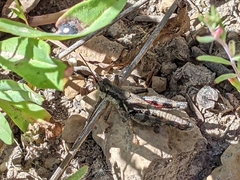 Melanoplus oreophilus