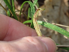 Puccinia mariae-wilsoniae