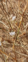 Convolvulus oxyphyllus