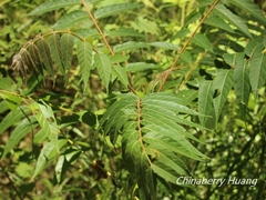 Ailanthus altissima tanakai