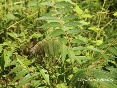 Ailanthus altissima tanakai