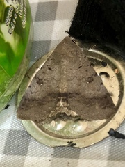 Pandesma quenavadi