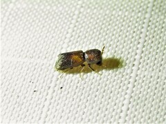 Xylobiops sextuberculatus