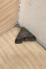 Pandesma quenavadi