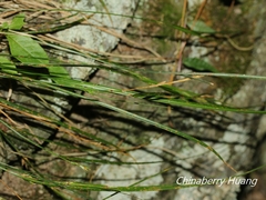 Carex macrandrolepis