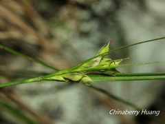 Carex macrandrolepis