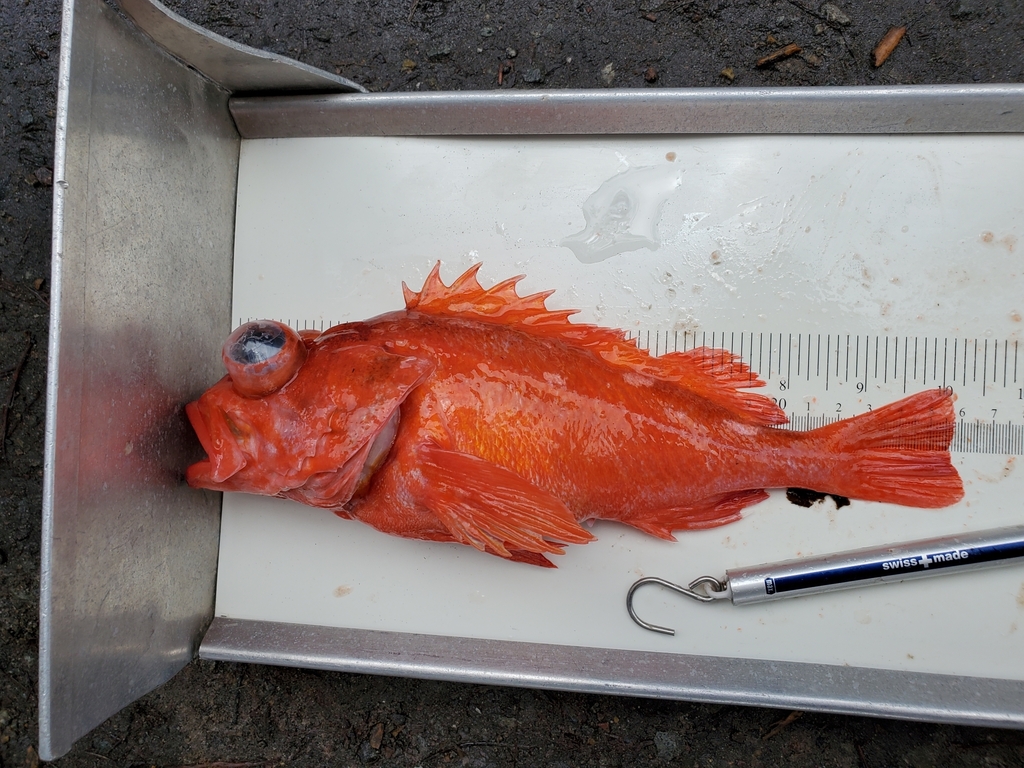 Pinkrose rockfish (Sebastes simulator) — Sebastidae