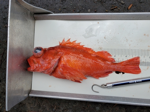 Pinkrose rockfish (Sebastes simulator) — Sebastidae