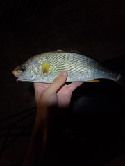 Umbrina roncador
