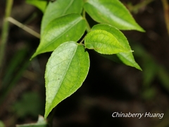 Gaultheria leucocarpa