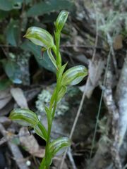 Pterostylis tunstallii