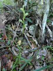 Pterostylis tunstallii