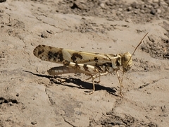 Dissosteira spurcata