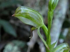 Pterostylis tunstallii