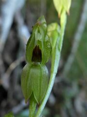Pterostylis tunstallii