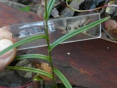 Pterostylis tunstallii