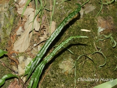 Lepisorus pseudoussuriensis