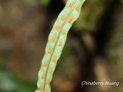 Lepisorus pseudoussuriensis