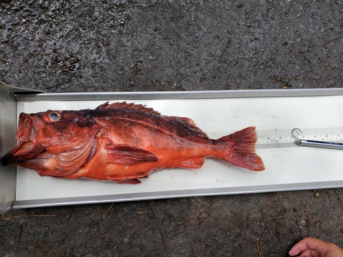 Mexican rockfish (Sebastes macdonaldi) — Sebastidae — 4
