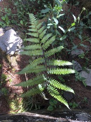 Athyrium clivicola