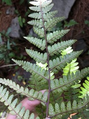 Athyrium clivicola