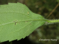 Aster lasiocladus