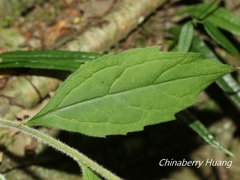 Aster lasiocladus